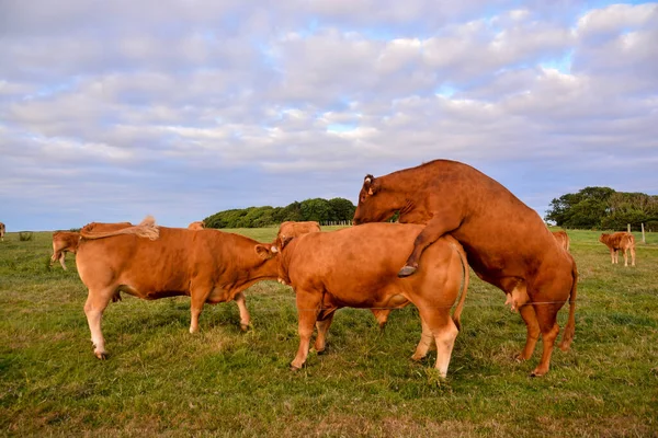 Brown Cows Meadow — Stock Photo, Image