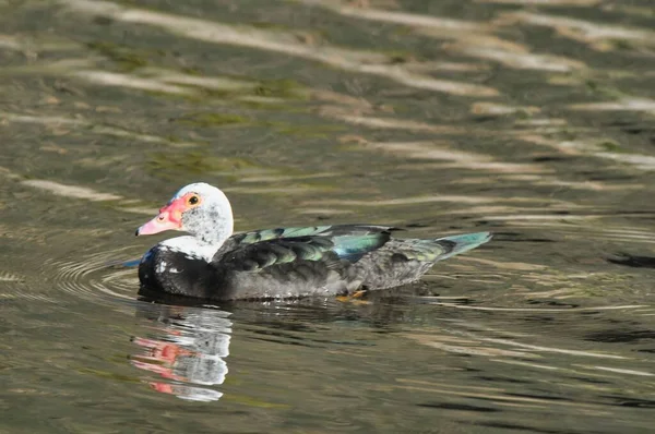 Ente Auf Wasser Vogel — Stockfoto