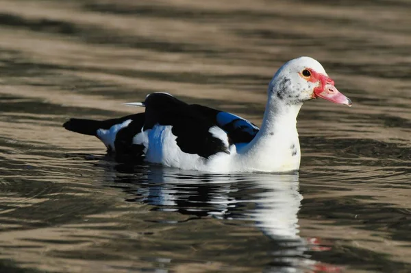 Ente Auf Wasser Vogel — Stockfoto