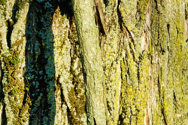 Bark Tree Photo Background — Stock Photo, Image