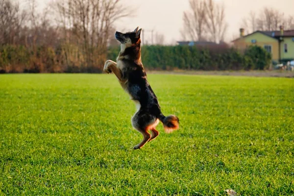 Perro Corriendo Sobre Hierba Verde —  Fotos de Stock