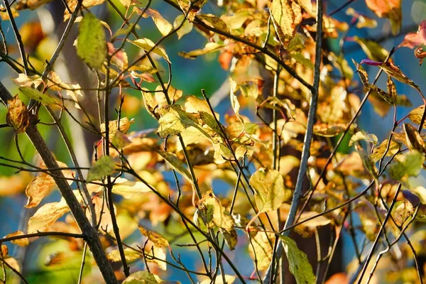 Branch Tree Photo Background — Stock Photo, Image