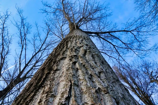 Bäume Vor Blauem Himmel Foto Als Hintergrund — Stockfoto