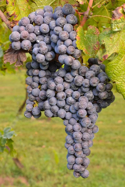 Photo Beautiful Grapes Vineyard Ready Produce Wine — Stock Photo, Image
