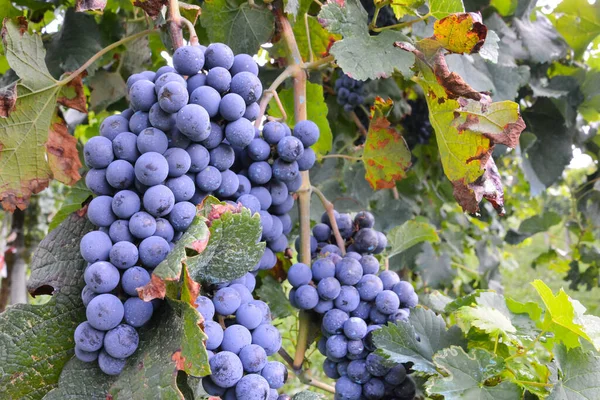 葡萄园上的美丽葡萄准备酿酒的照片 — 图库照片