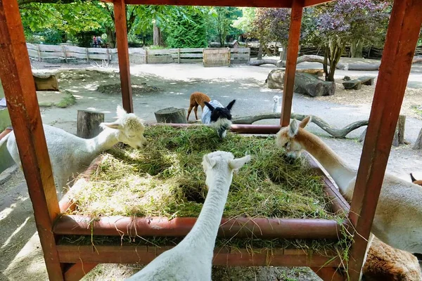 a group of animals in the zoo