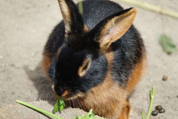 Cute Little Rabbit Eating Grass — Stock Photo, Image