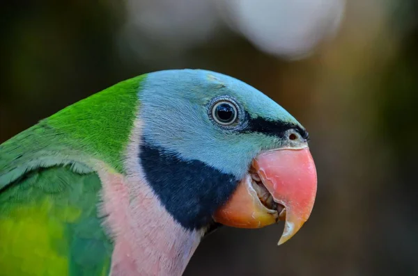 closeup shot of a cute blue and green parrot on a branch
