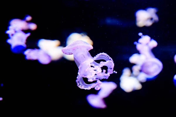 jellyfish and aquarium underwater, light