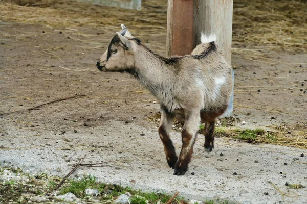 cute goat in the zoo