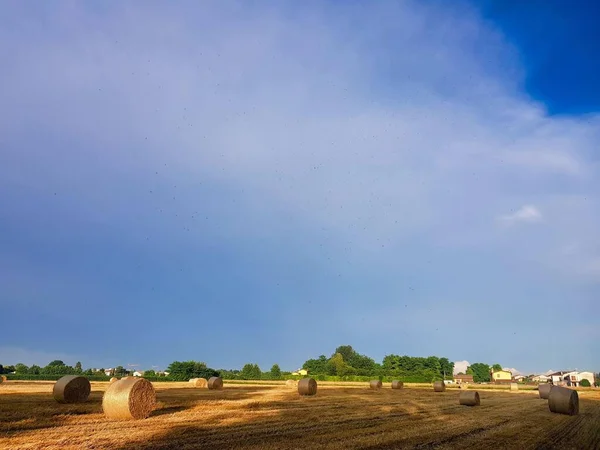 Field Hay Bales Blue Sky — стоковое фото