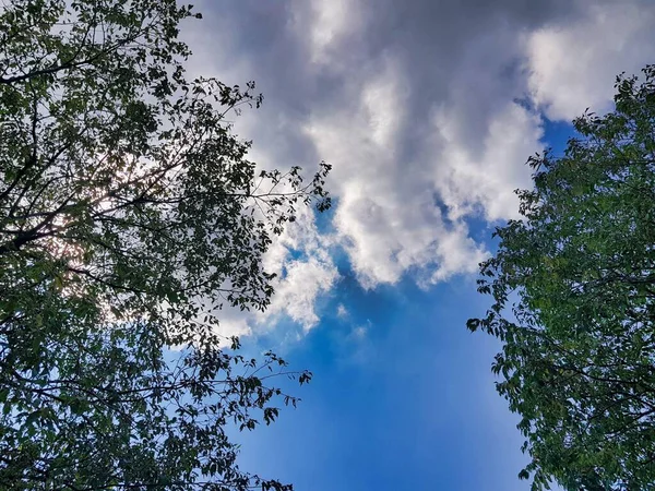 Гілки Дерев Фоні Хмарного Неба — стокове фото