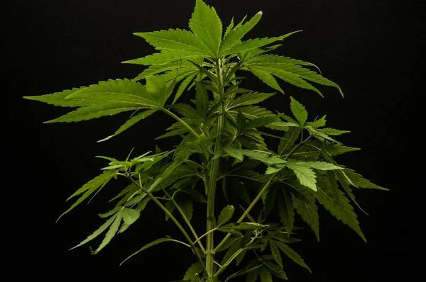 Φυτό Marihuana Πράσινα Φύλλα Ζιζανίων — Φωτογραφία Αρχείου