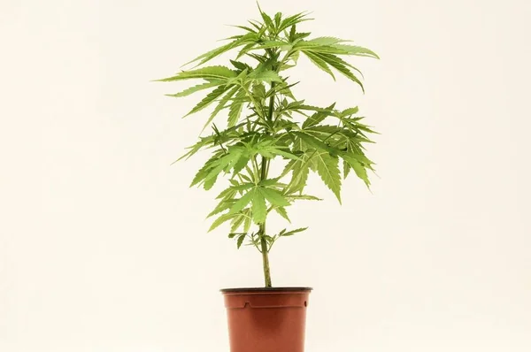 Marihuana Πράσινο Φυτό Που Αναπτύσσεται Μια Κατσαρόλα — Φωτογραφία Αρχείου