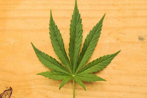 Ζιζάνιο Πράσινο Φύλλο Marihuana Στο Τραπέζι — Φωτογραφία Αρχείου
