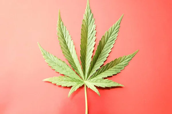 Weed Marihuana Green Leaf Table — Zdjęcie stockowe