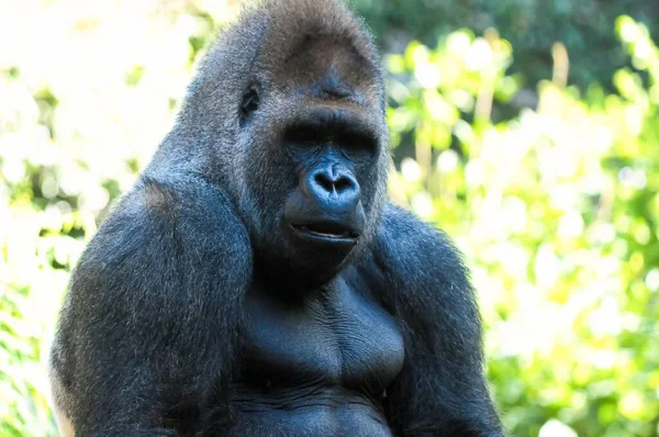 Sterke Volwassen Zwarte Gorilla Groene Achtergrond — Stockfoto