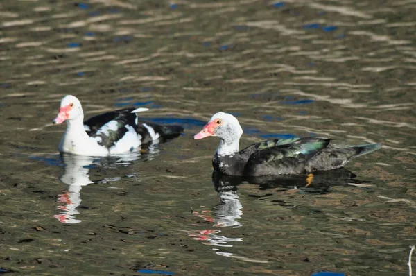 Ducks Swimming Lake Water Nature Fauna — Stock Photo, Image