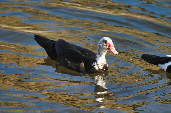 Duck Swimming Lake Water Nature Fauna — Stockfoto
