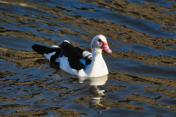 Duck Swimming Lake Water Nature Fauna — ストック写真