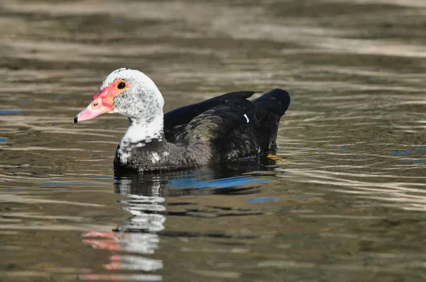 Pato Nadando Água Lago Natureza Fauna — Fotografia de Stock