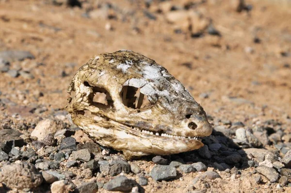 Kanári Szigeteki Száraz Gyík Koponya Csont Sivatagban — Stock Fotó