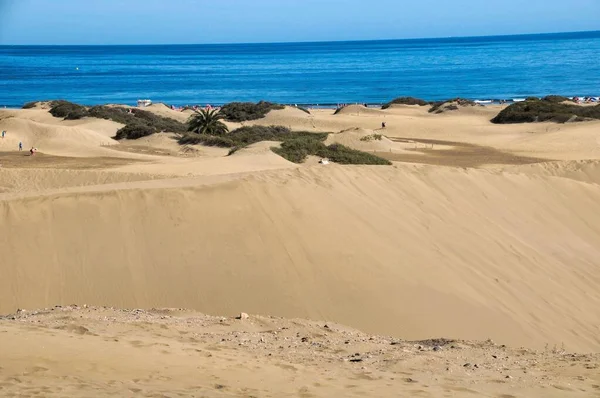 Dune Desert Blue Sea Sky Background Sandy Landscape Growing Plants — стоковое фото