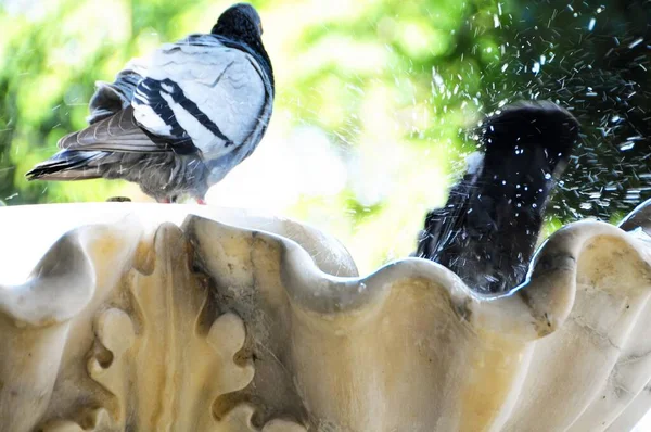 Pigeon Standing Marble Fountain — Stock Photo, Image