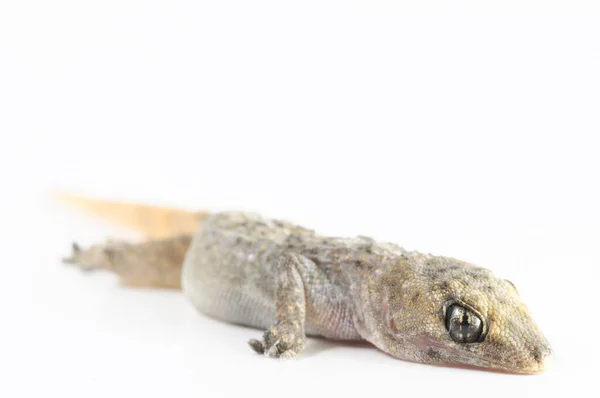 Petit Lézard Gecko Gris Sur Fond Blanc — Photo