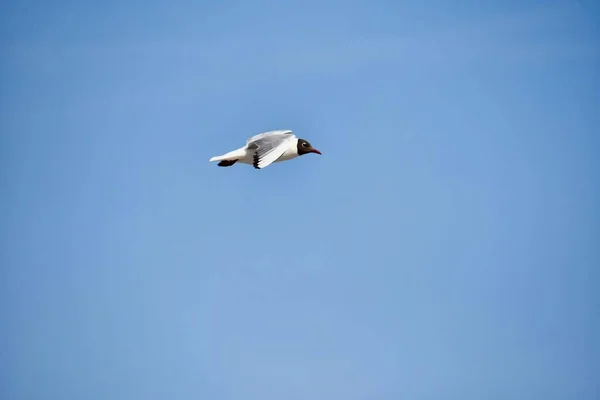 bird  flying in the sky