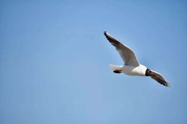 Vogel Fliegt Den Himmel — Stockfoto