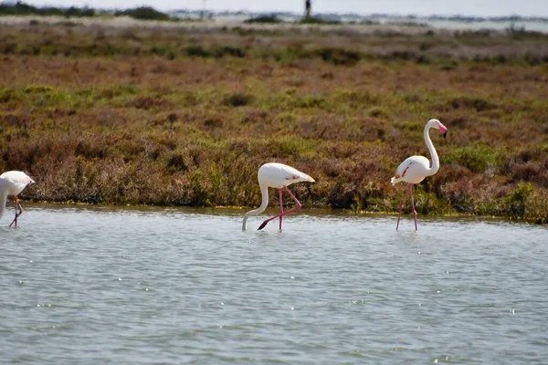 Stado Flamingów Wodzie — Zdjęcie stockowe