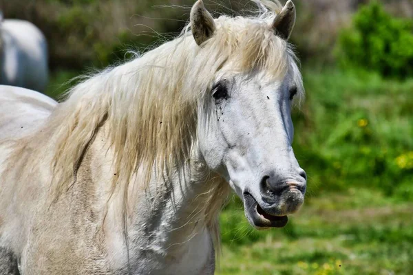 Білий Кінь Лузі — стокове фото