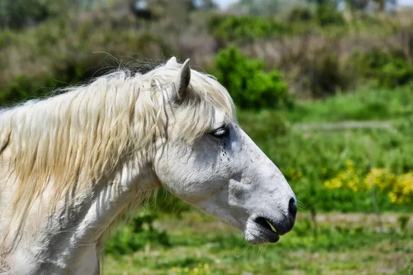 Білий Кінь Лузі — стокове фото