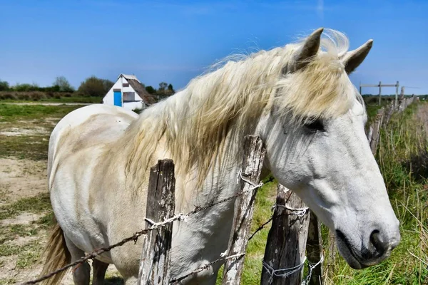 Bílý Kůň Louce — Stock fotografie