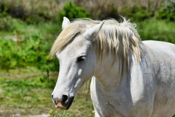 Cavalo Branco Prado — Fotografia de Stock