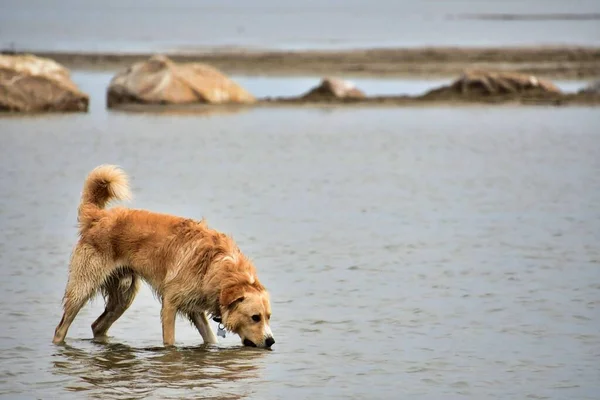 Собака Морі Пляжі — стокове фото