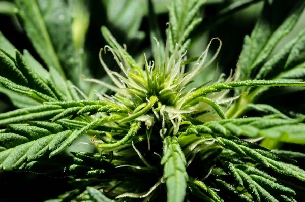 Botões Maconha Fechar Planta Erva Fundo Cannabis Verde — Fotografia de Stock