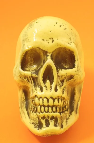 Crânio Esqueleto Sobre Fundo Branco — Fotografia de Stock
