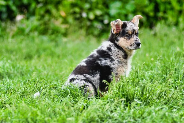 Cute Little Dog Walking Outdoor — Stockfoto