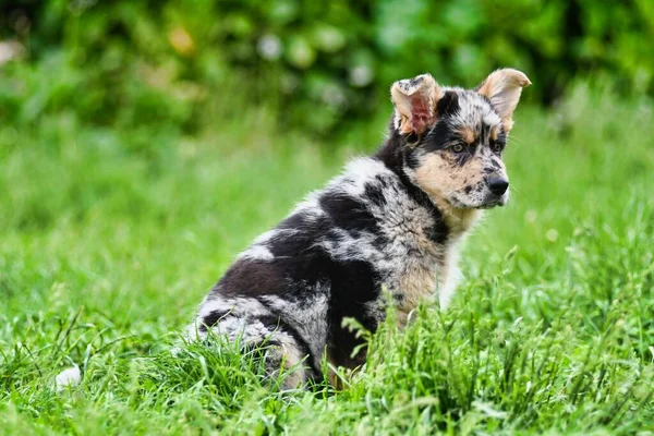 Cute Little Dog Walking Outdoor — Stockfoto