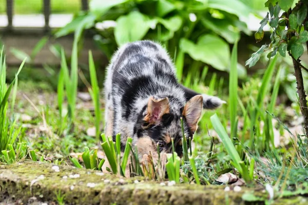 Cute Little Dog Walking Outdoor — Stock Fotó