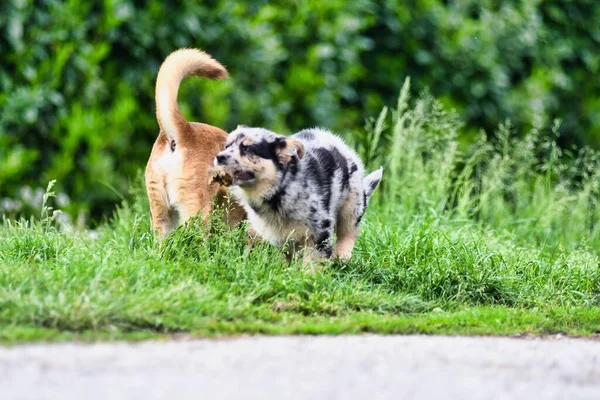 개들은 풀밭에 사진은 사진이고 디지털 이미지입니다 — 스톡 사진