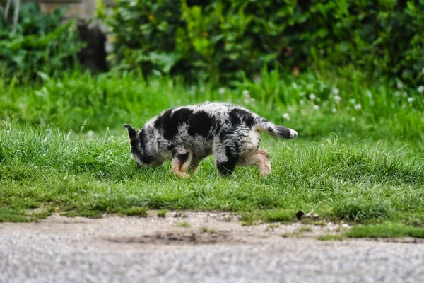 Cute Little Dog Walking Outdoor — Foto de Stock