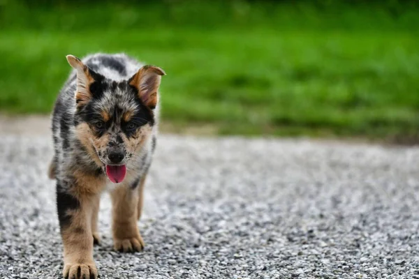 Милий Маленький Собака Міському Парку — стокове фото