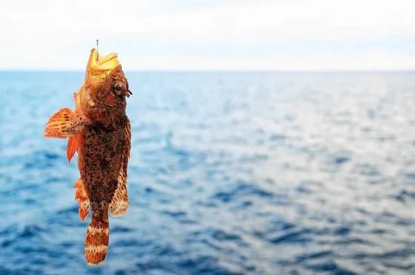 Ein Fisch Aus Dem Roten Felsenmeer Blauen Atlantik — Stockfoto