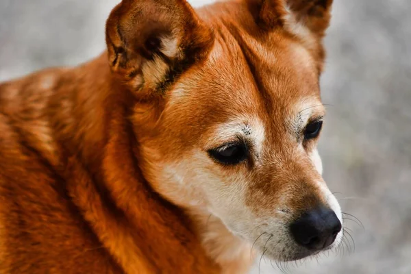 stock image portrait of a cute brown dog