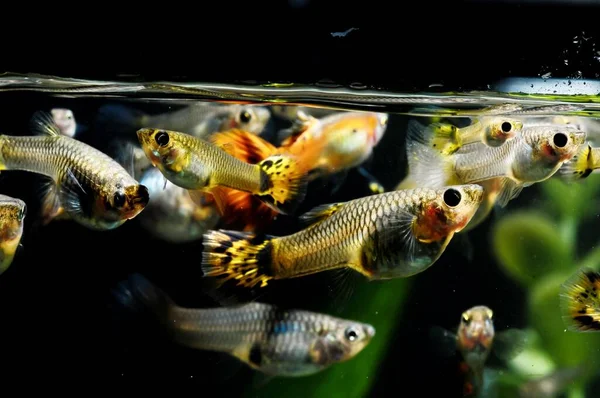 Akvaryumun Sularında Yüzen Balıklar — Stok fotoğraf