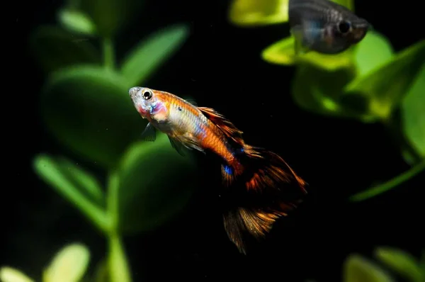 Akvaryumdaki Balıklar Sualtı Faunası — Stok fotoğraf