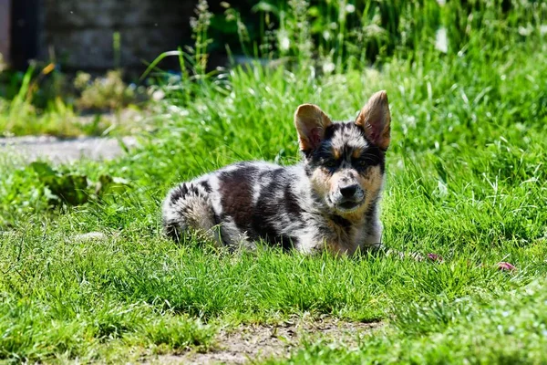 Netter Hund Liegt Auf Dem Gras — Stockfoto